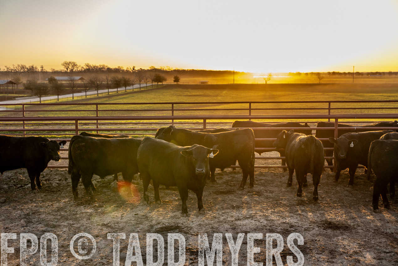 TMyers_SpringBullSale_Cameron_Feb2024-511736