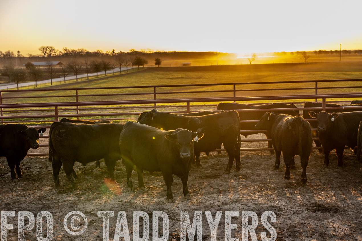 TMyers_SpringBullSale_Cameron_Feb2024-511739