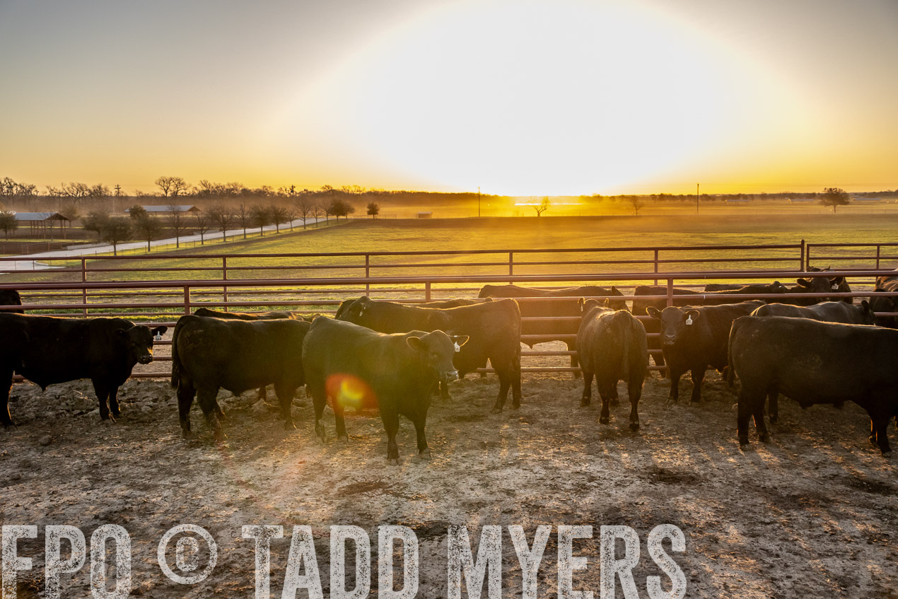 TMyers_SpringBullSale_Cameron_Feb2024-511743