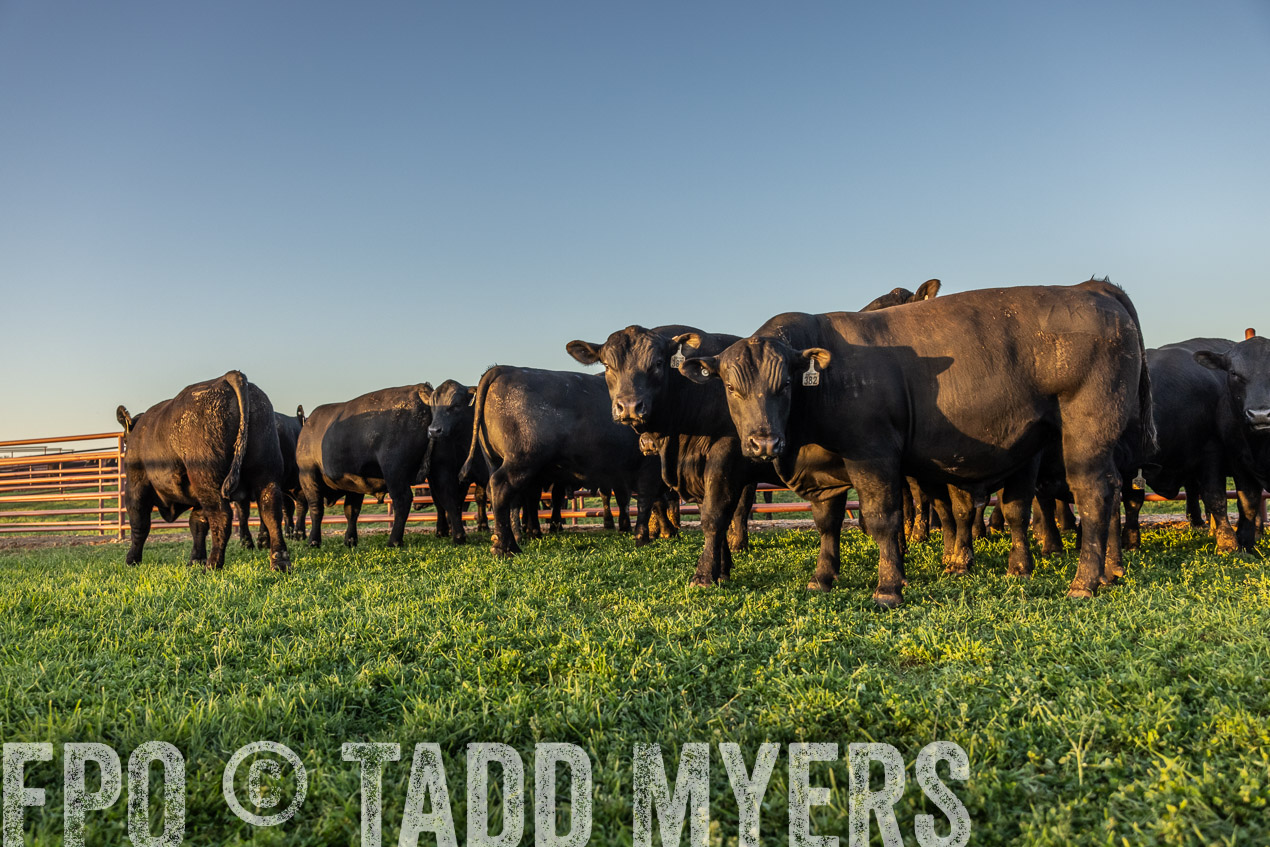 TMyers_SpringBullSale_Cameron_Feb2024-511764
