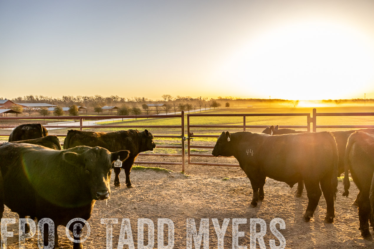 TMyers_SpringBullSale_Cameron_Feb2024-511788