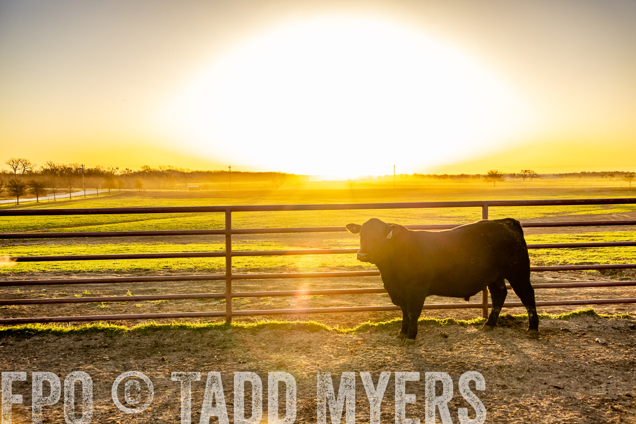 TMyers_SpringBullSale_Cameron_Feb2024-511828