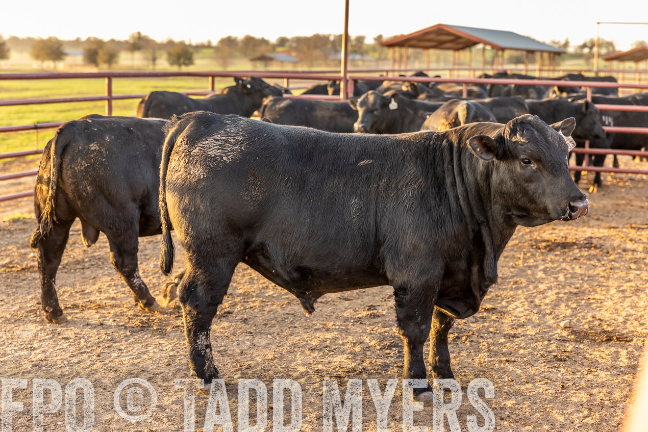 TMyers_SpringBullSale_Cameron_Feb2024-511844