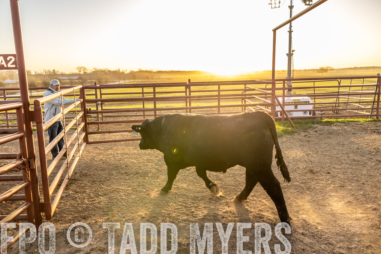 TMyers_SpringBullSale_Cameron_Feb2024-511855