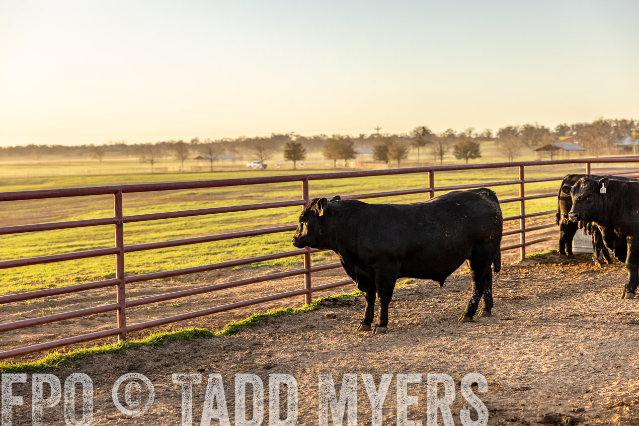 TMyers_SpringBullSale_Cameron_Feb2024-511863
