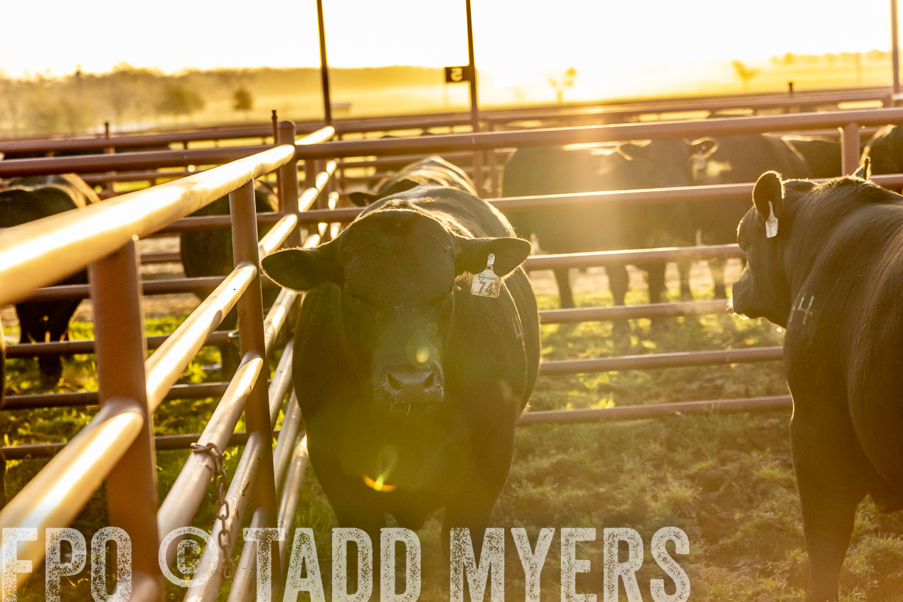 TMyers_SpringBullSale_Cameron_Feb2024-511898