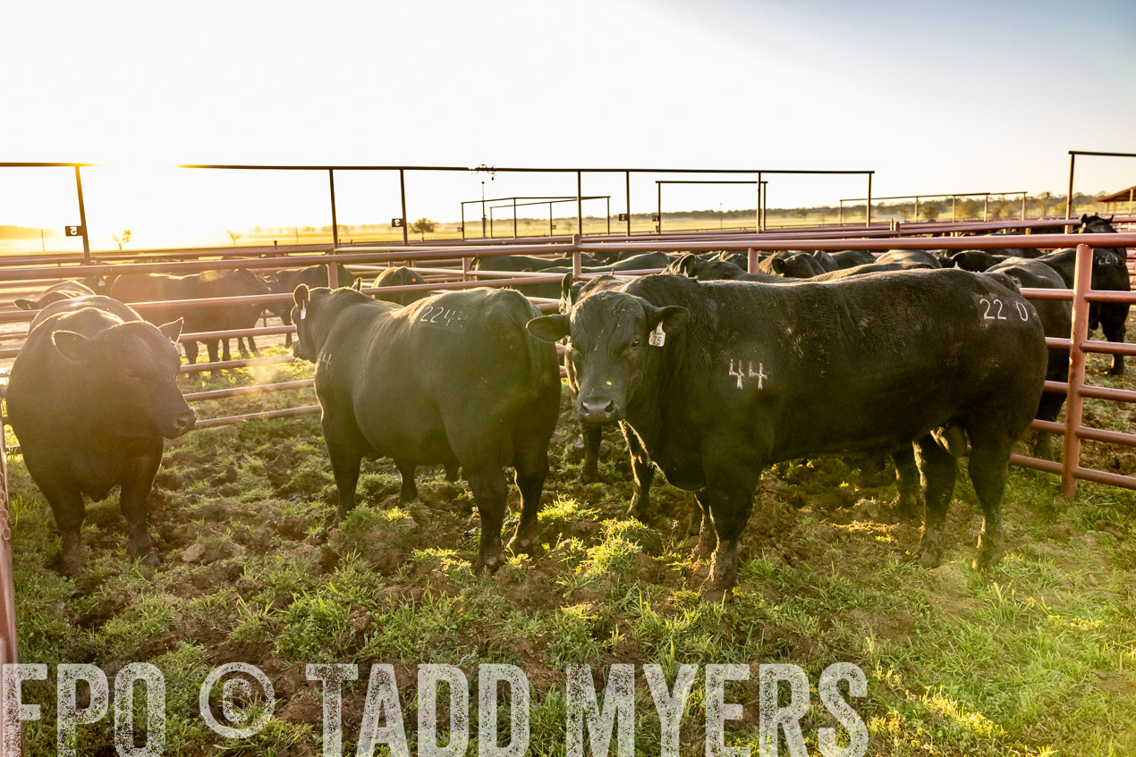 TMyers_SpringBullSale_Cameron_Feb2024-511899