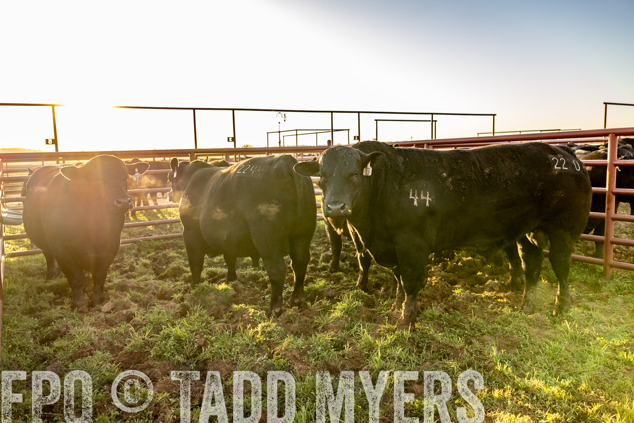 TMyers_SpringBullSale_Cameron_Feb2024-511907