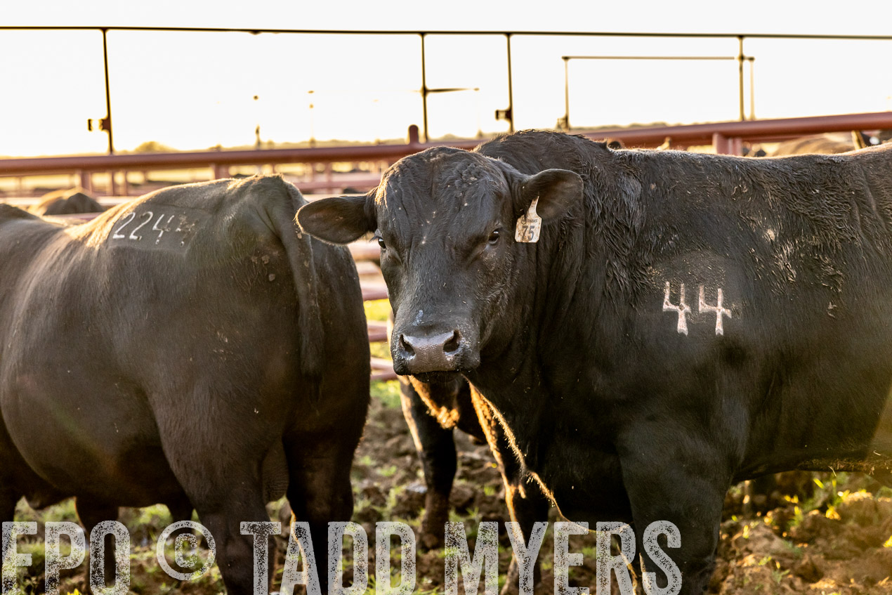 TMyers_SpringBullSale_Cameron_Feb2024-511910
