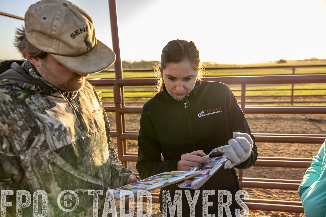 TMyers_SpringBullSale_Cameron_Feb2024-511927
