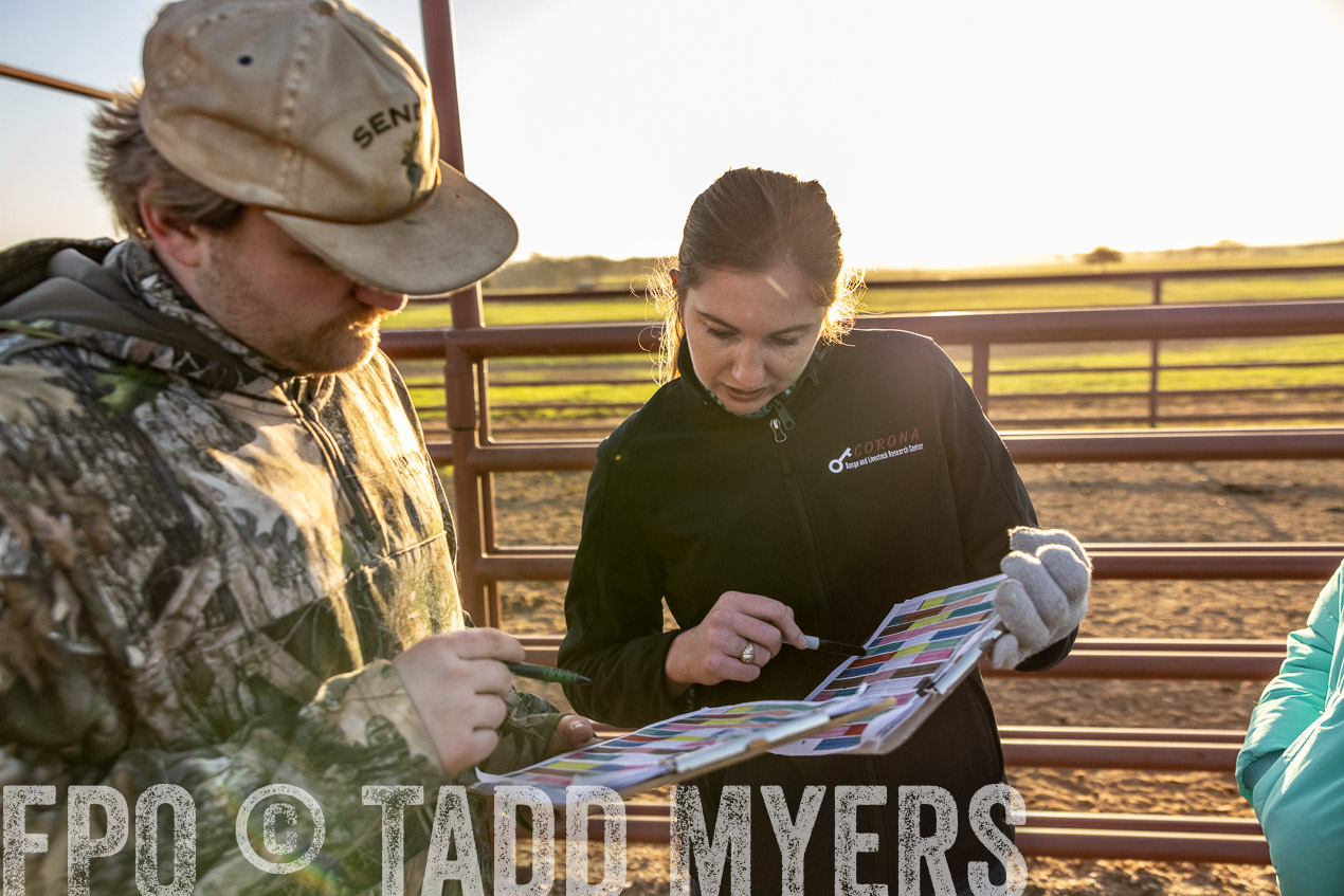 TMyers_SpringBullSale_Cameron_Feb2024-511939