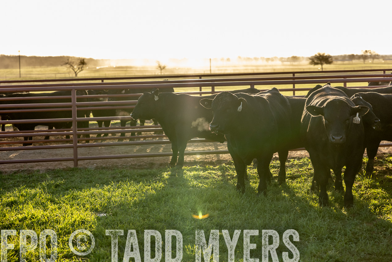 TMyers_SpringBullSale_Cameron_Feb2024-512005