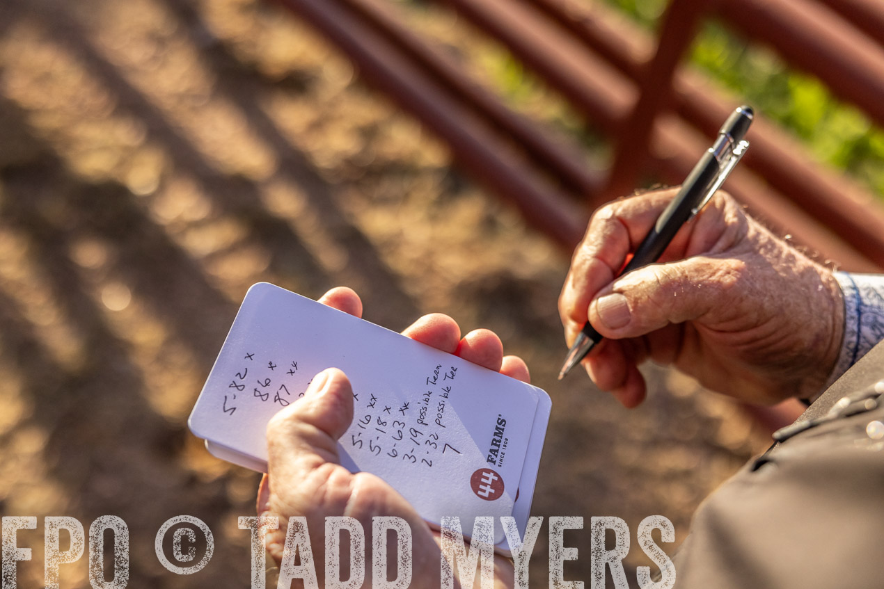 TMyers_SpringBullSale_Cameron_Feb2024-512042