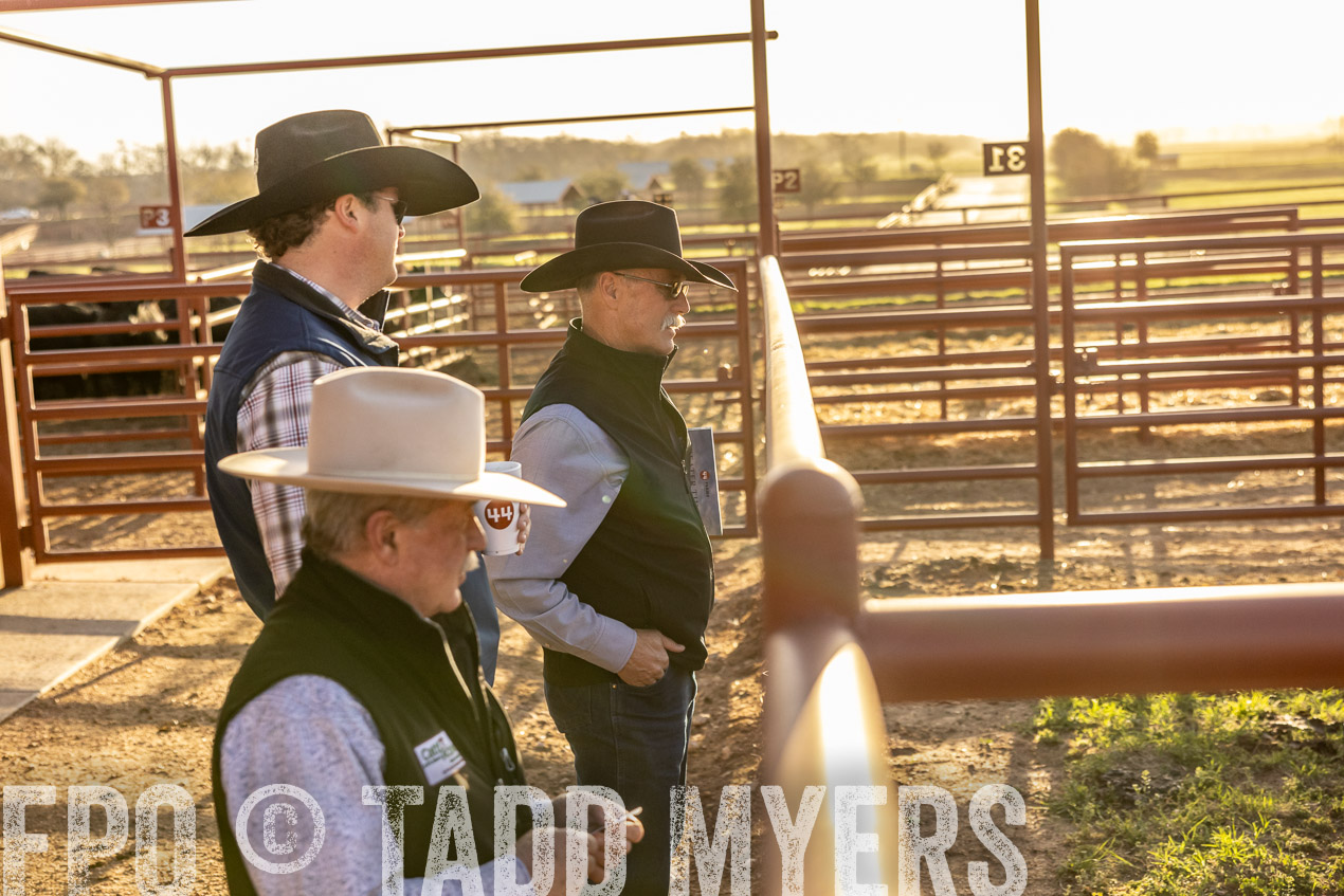 TMyers_SpringBullSale_Cameron_Feb2024-512054