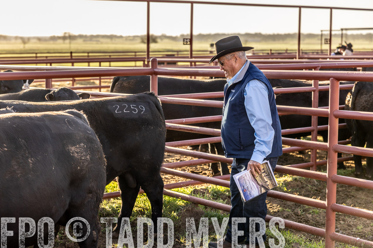 TMyers_SpringBullSale_Cameron_Feb2024-512104