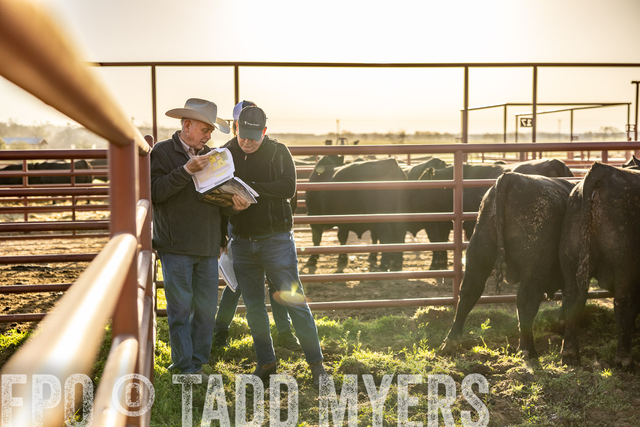 TMyers_SpringBullSale_Cameron_Feb2024-512161