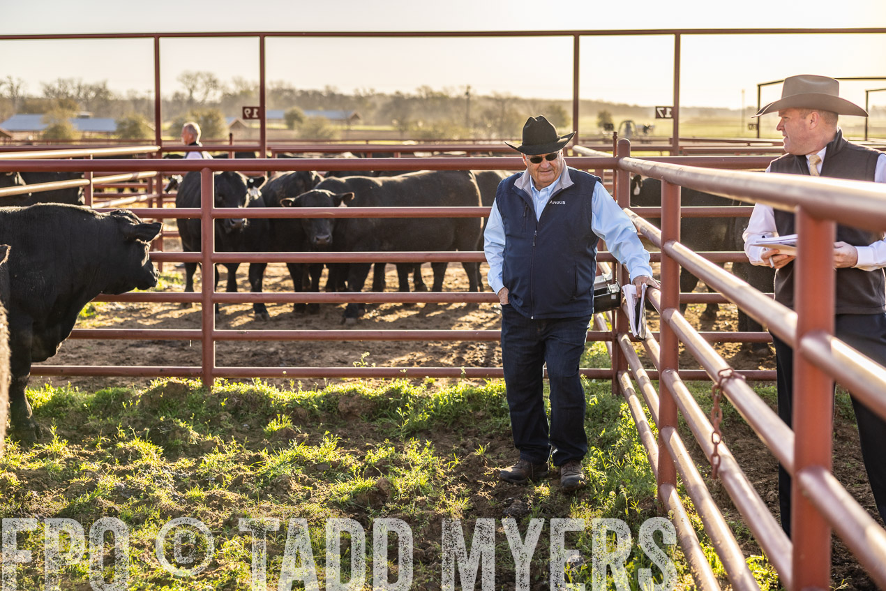 TMyers_SpringBullSale_Cameron_Feb2024-512200