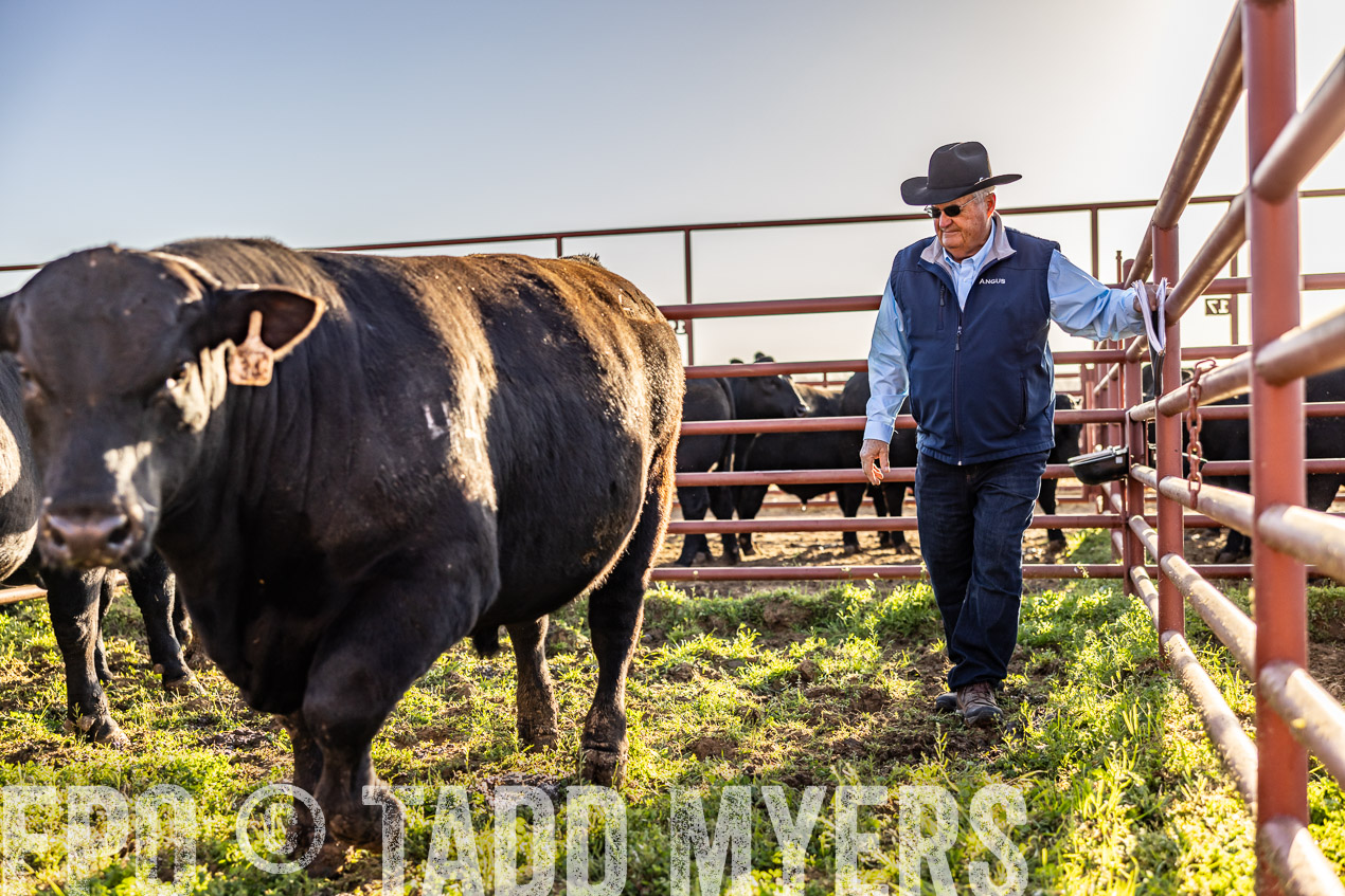 TMyers_SpringBullSale_Cameron_Feb2024-512221