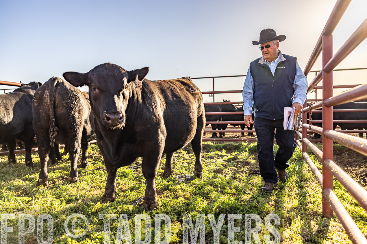 TMyers_SpringBullSale_Cameron_Feb2024-512231