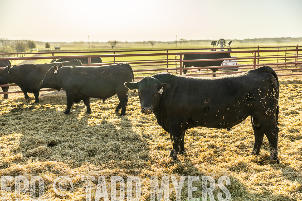 TMyers_SpringBullSale_Cameron_Feb2024-512276