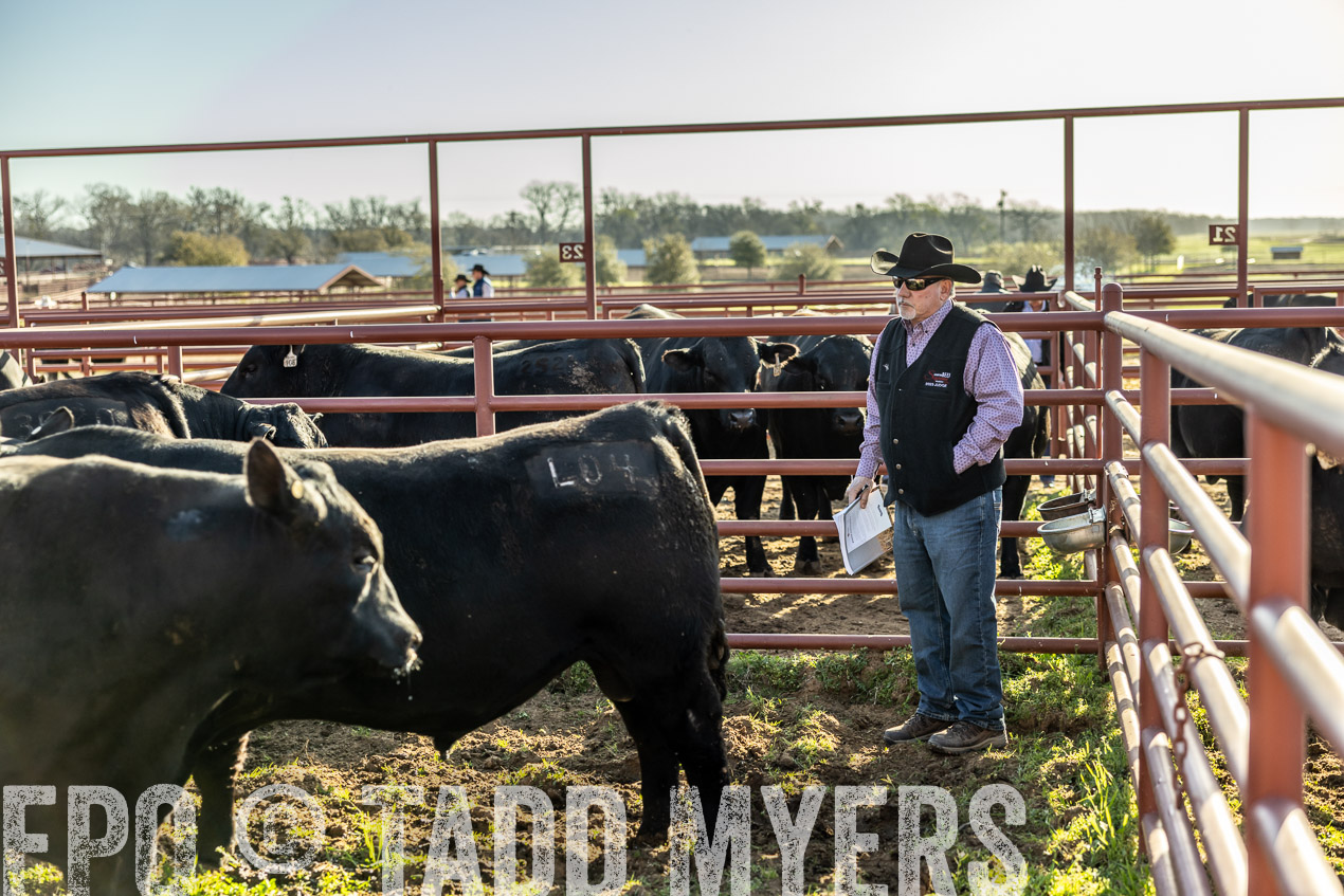 TMyers_SpringBullSale_Cameron_Feb2024-512283