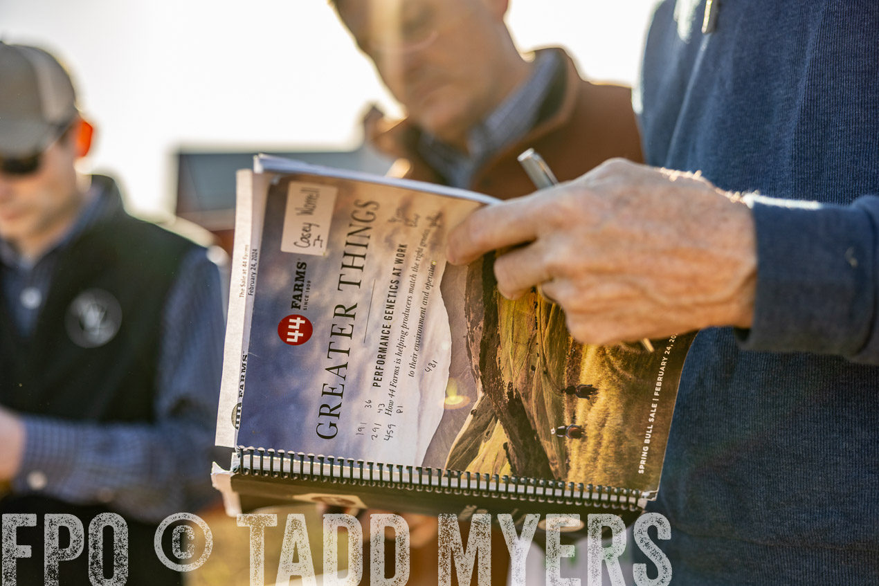 TMyers_SpringBullSale_Cameron_Feb2024-512303
