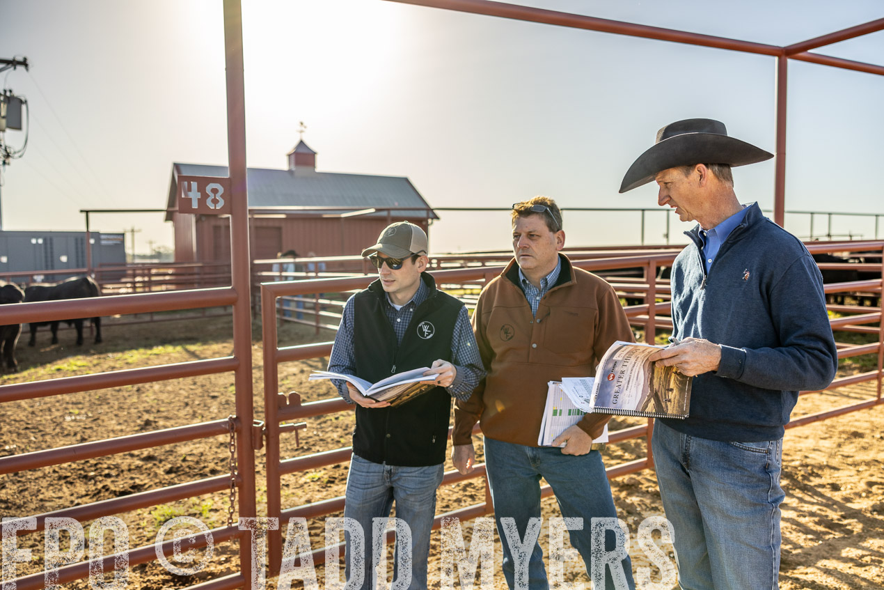 TMyers_SpringBullSale_Cameron_Feb2024-512343