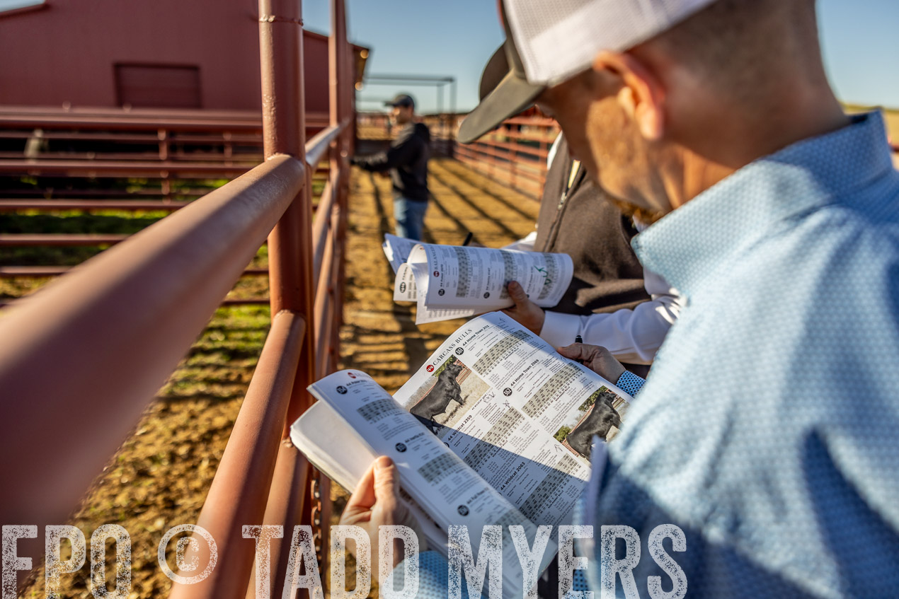 TMyers_SpringBullSale_Cameron_Feb2024-512418