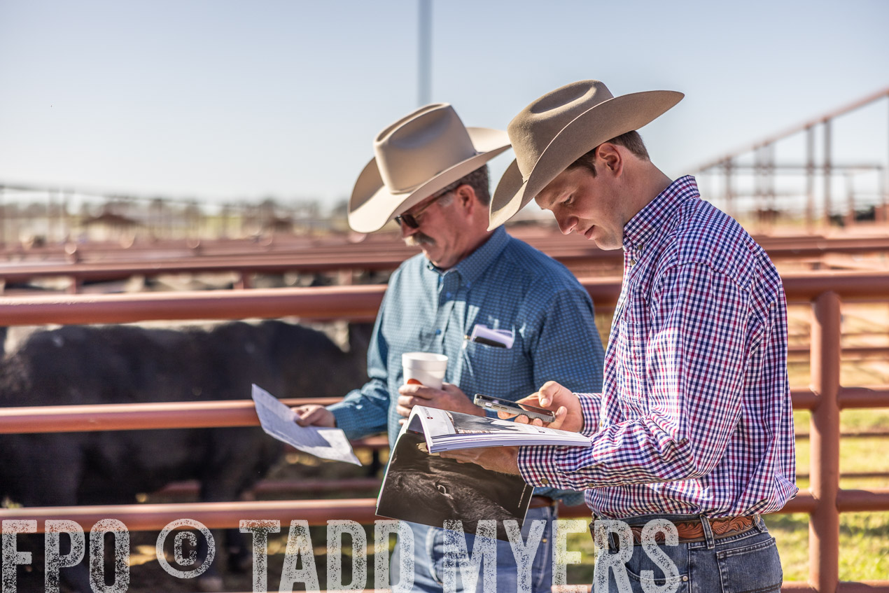 TMyers_SpringBullSale_Cameron_Feb2024-512700