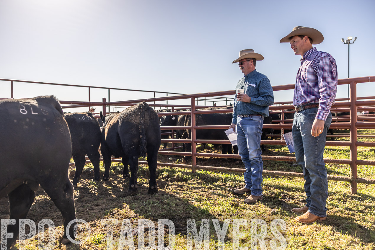 TMyers_SpringBullSale_Cameron_Feb2024-512717