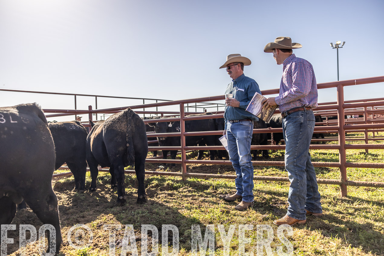 TMyers_SpringBullSale_Cameron_Feb2024-512724