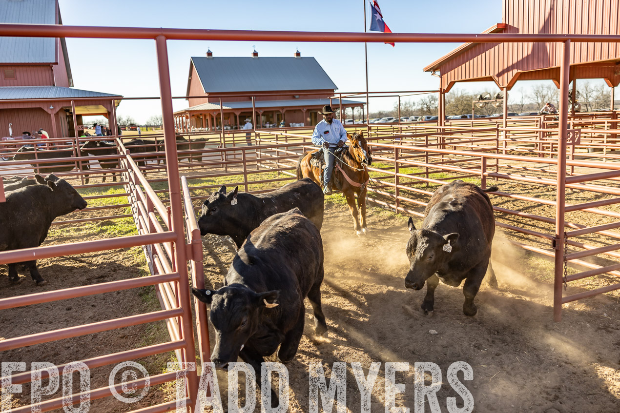 TMyers_SpringBullSale_Cameron_Feb2024-512841