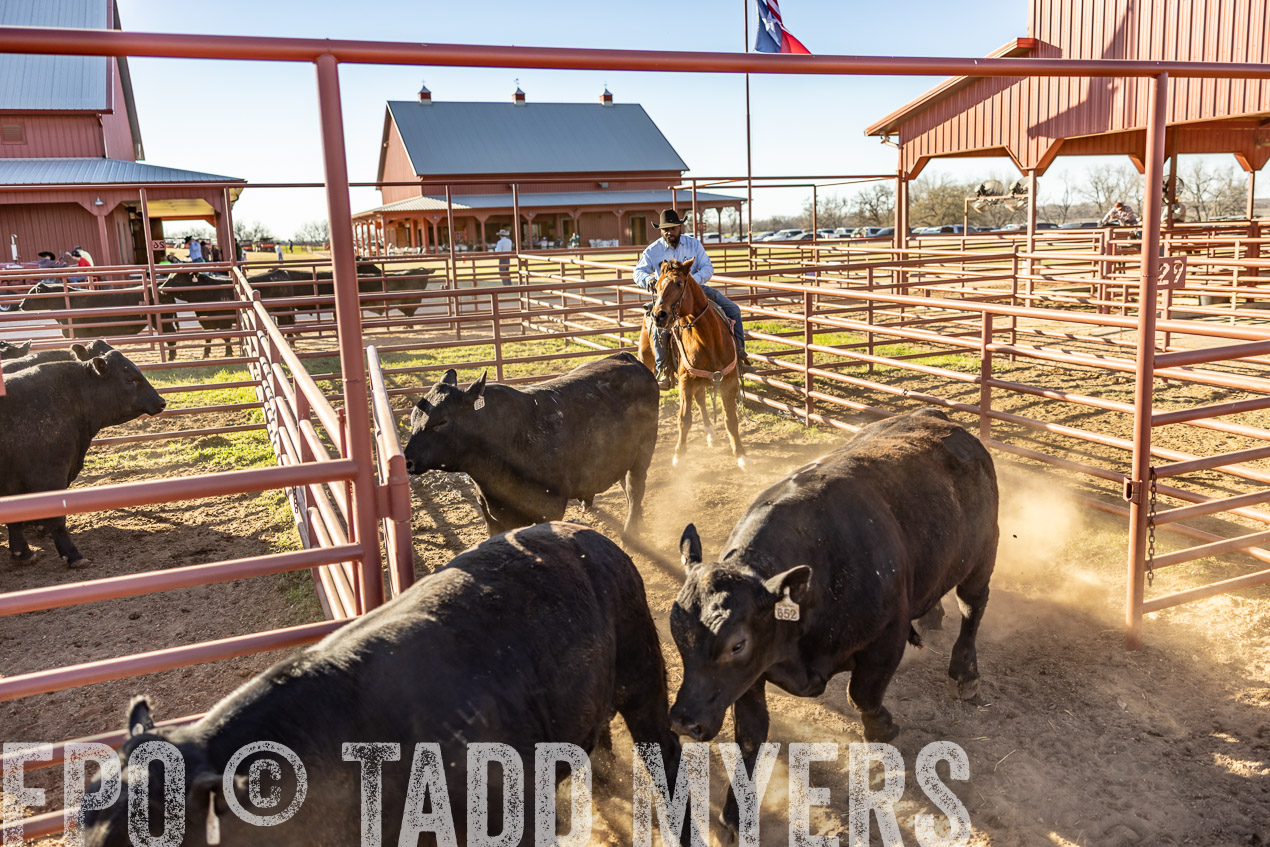 TMyers_SpringBullSale_Cameron_Feb2024-512843