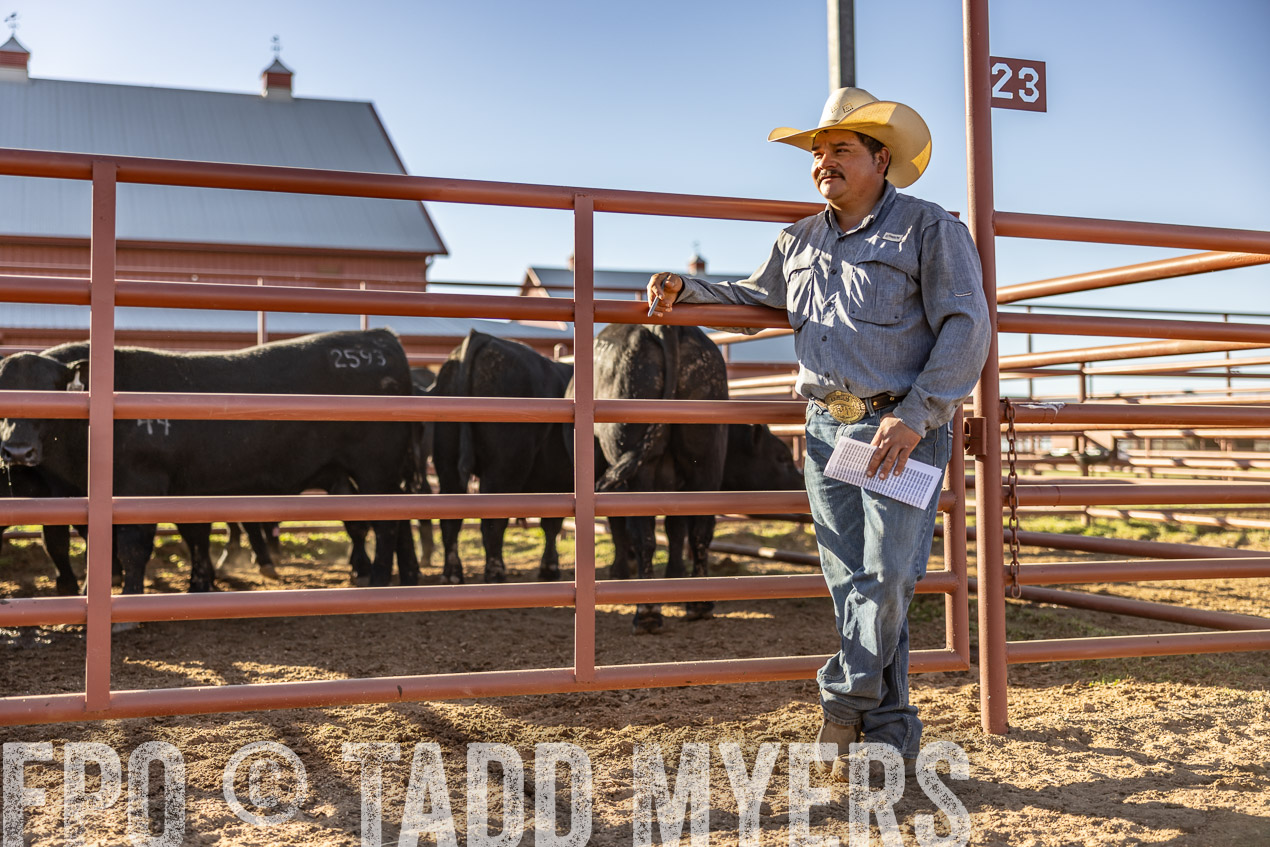 TMyers_SpringBullSale_Cameron_Feb2024-512886