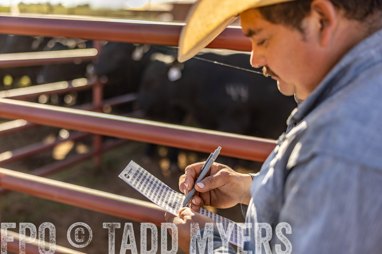 TMyers_SpringBullSale_Cameron_Feb2024-512897
