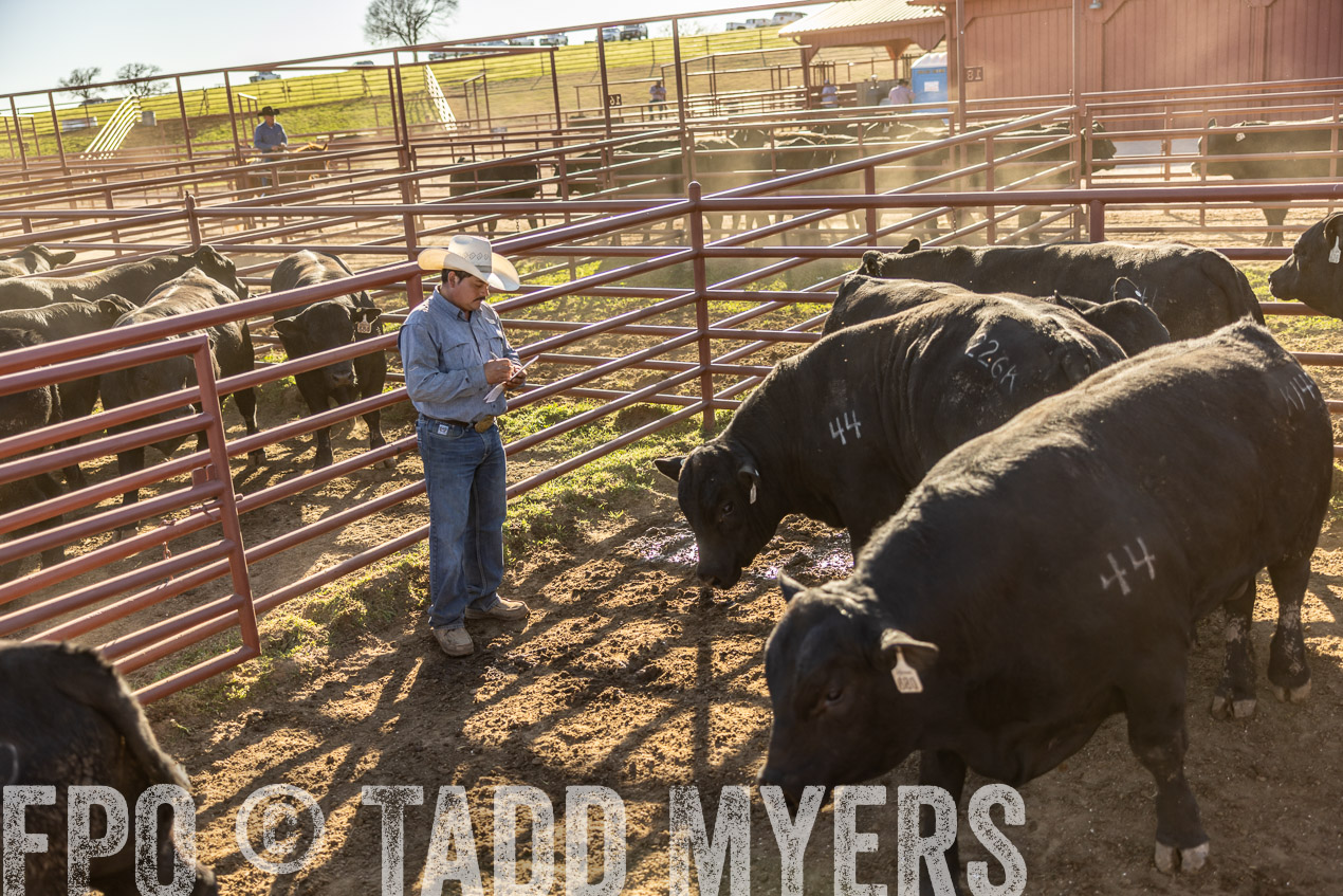 TMyers_SpringBullSale_Cameron_Feb2024-512949