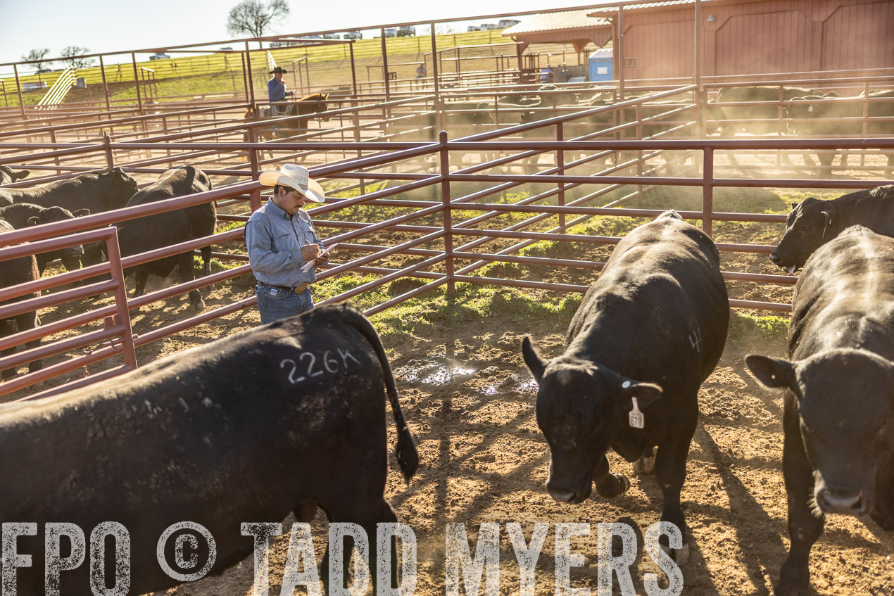 TMyers_SpringBullSale_Cameron_Feb2024-512955