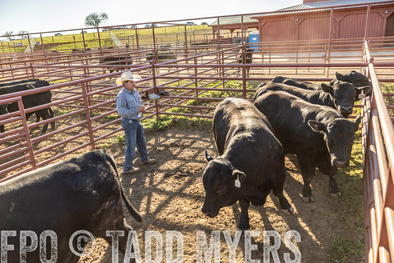 TMyers_SpringBullSale_Cameron_Feb2024-512984