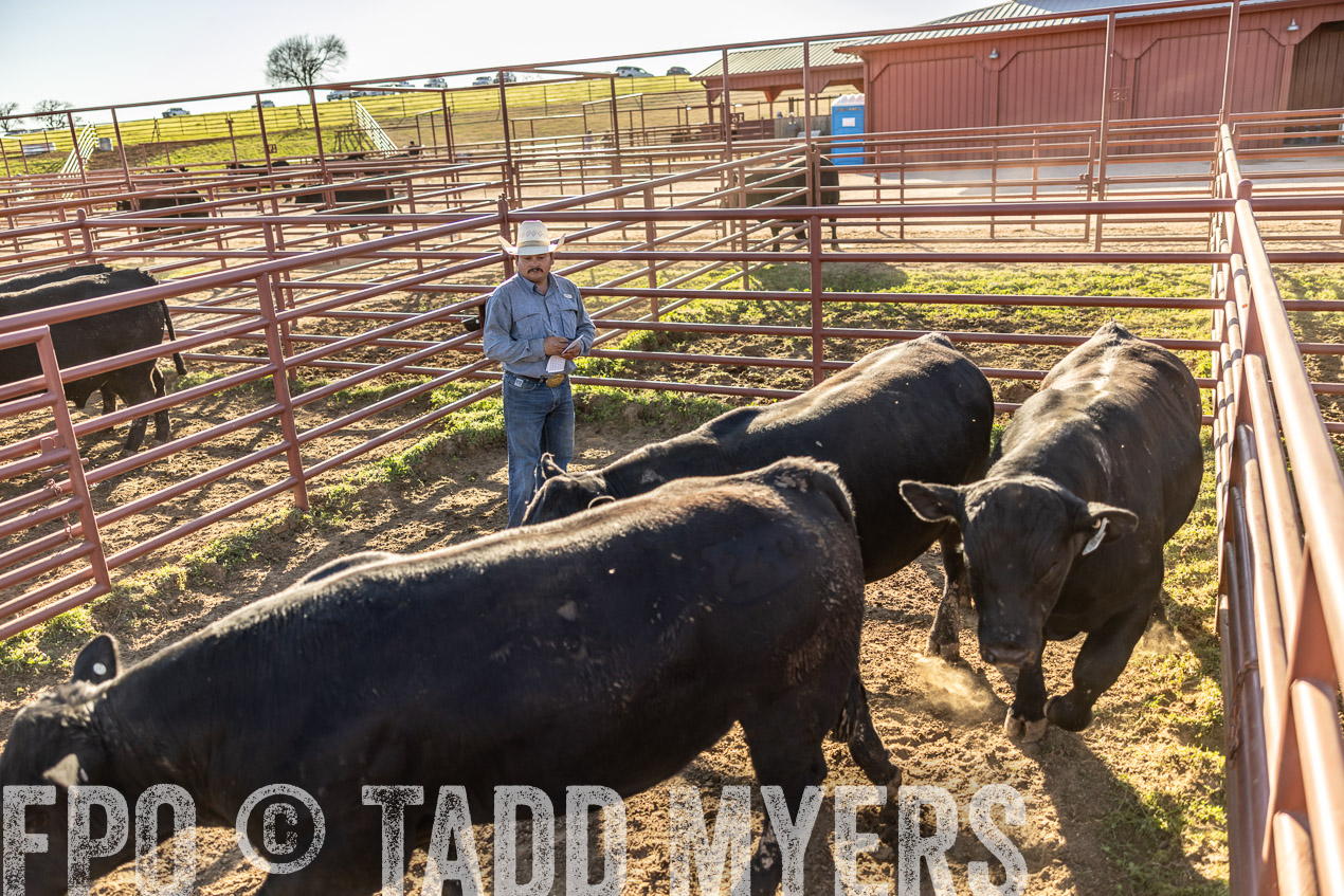 TMyers_SpringBullSale_Cameron_Feb2024-512996