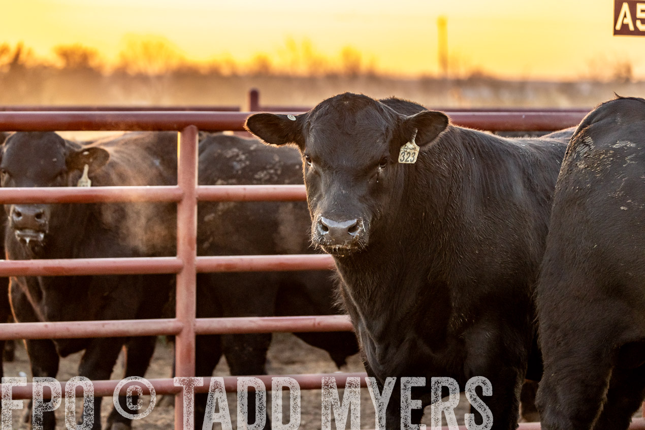 TMyers_SpringBullSale_Cameron_Feb2024-520005