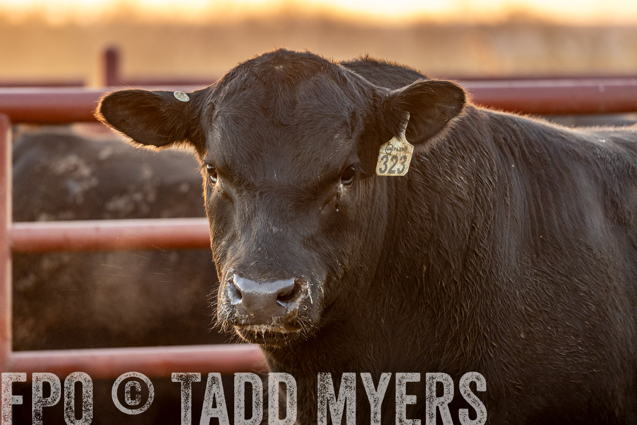 TMyers_SpringBullSale_Cameron_Feb2024-520007