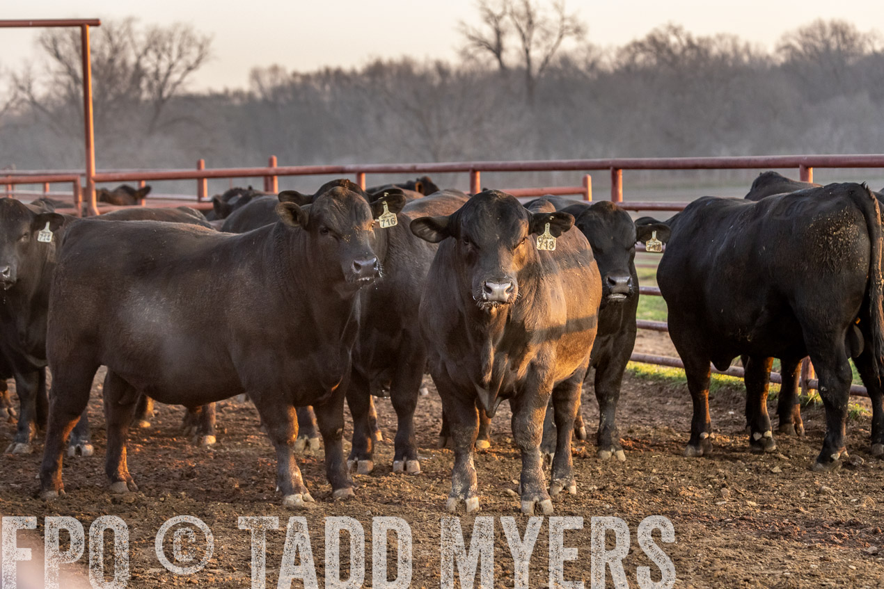 TMyers_SpringBullSale_Cameron_Feb2024-520013