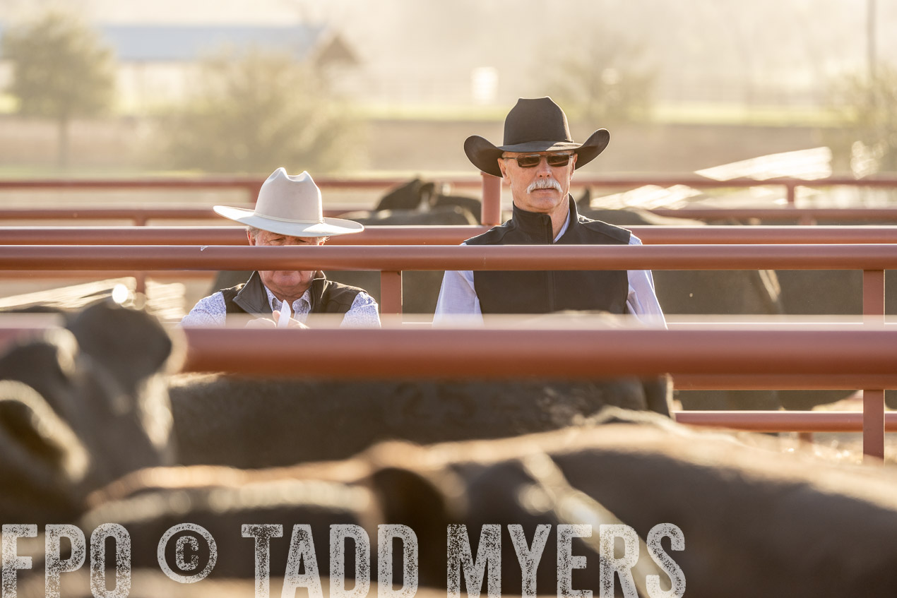 TMyers_SpringBullSale_Cameron_Feb2024-520017