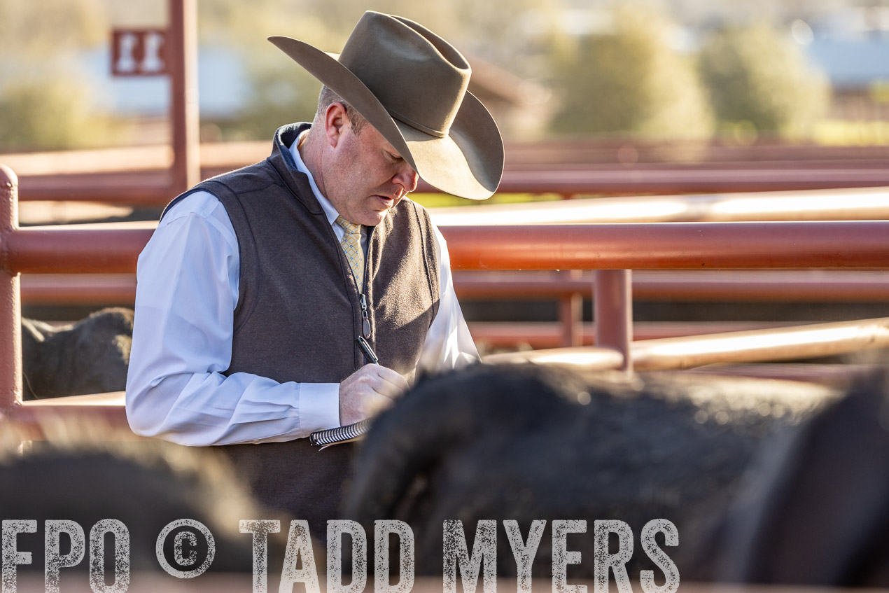 TMyers_SpringBullSale_Cameron_Feb2024-520052
