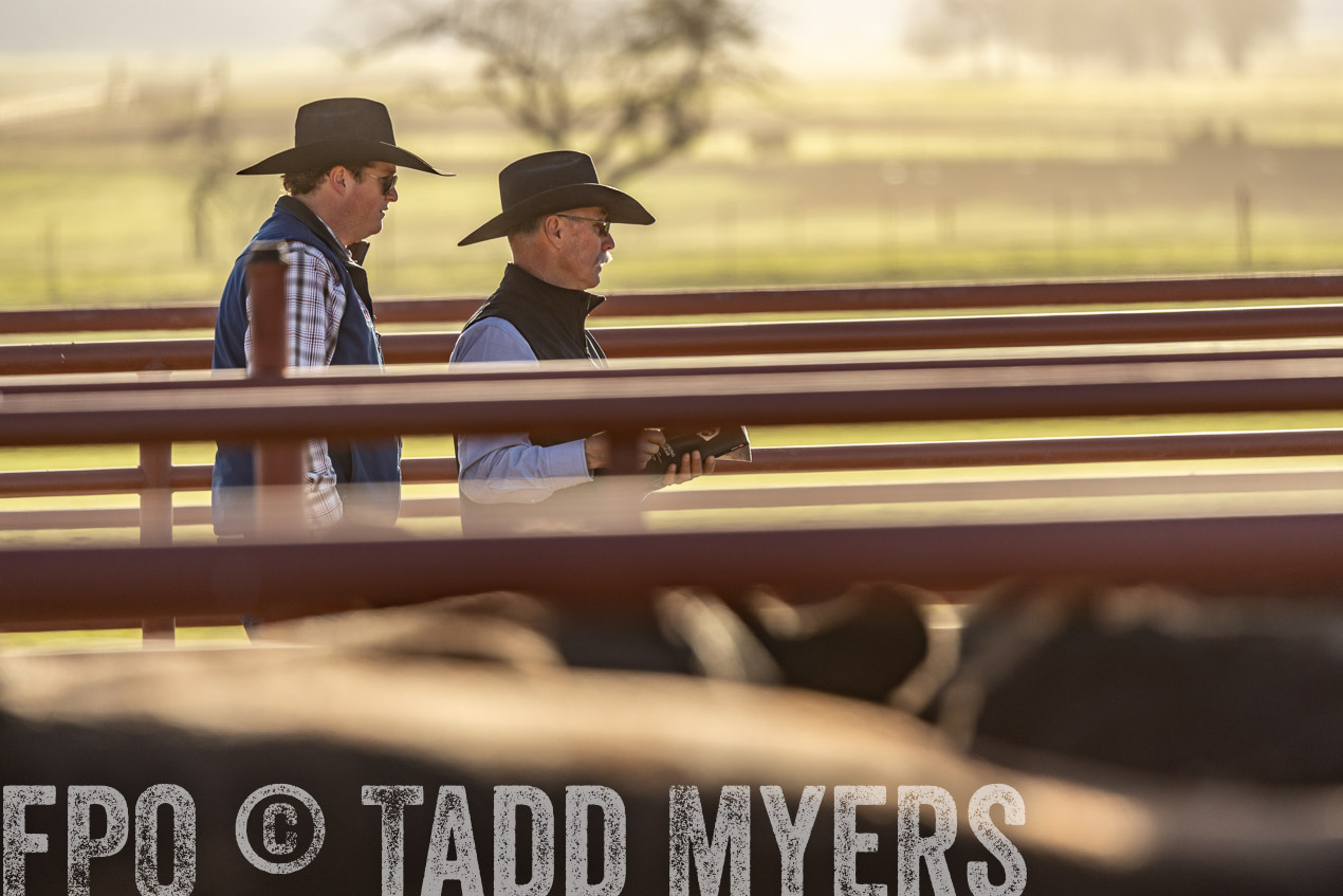 TMyers_SpringBullSale_Cameron_Feb2024-520067