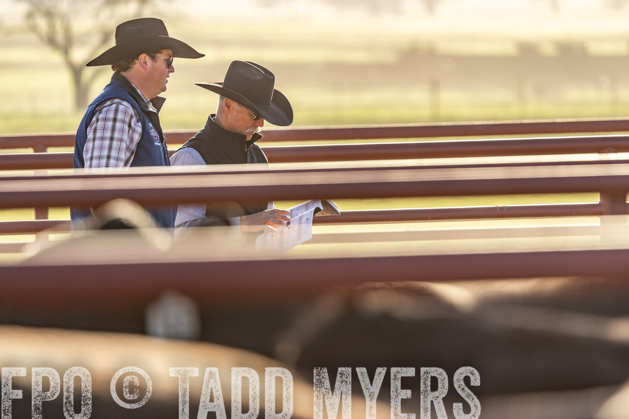 TMyers_SpringBullSale_Cameron_Feb2024-520075