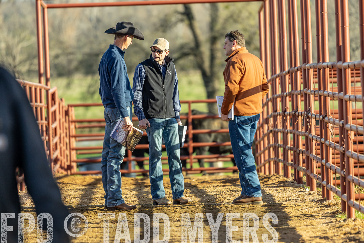 TMyers_SpringBullSale_Cameron_Feb2024-520123