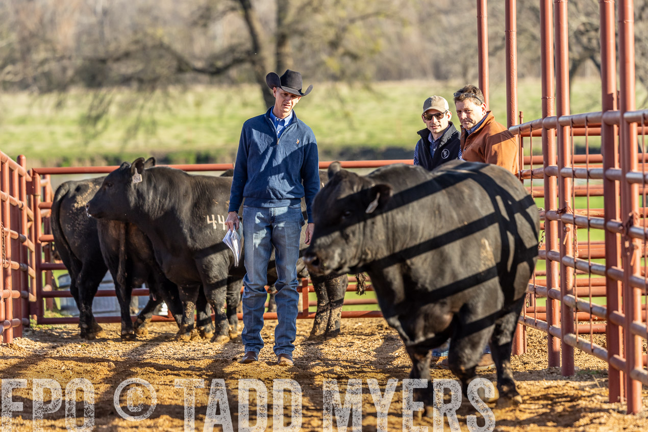 TMyers_SpringBullSale_Cameron_Feb2024-520165