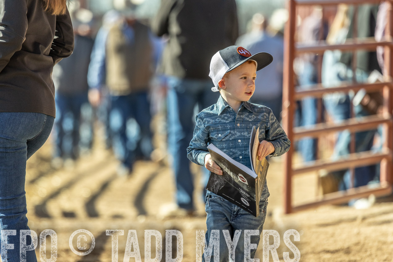 TMyers_SpringBullSale_Cameron_Feb2024-520215