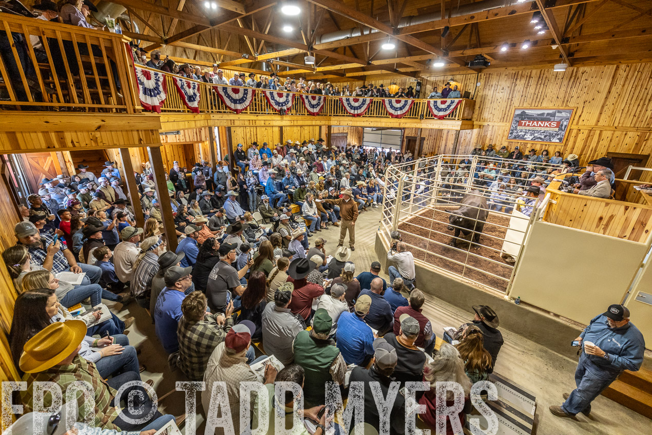 TMyers_SpringBullSale_Cameron_Feb2024-520444
